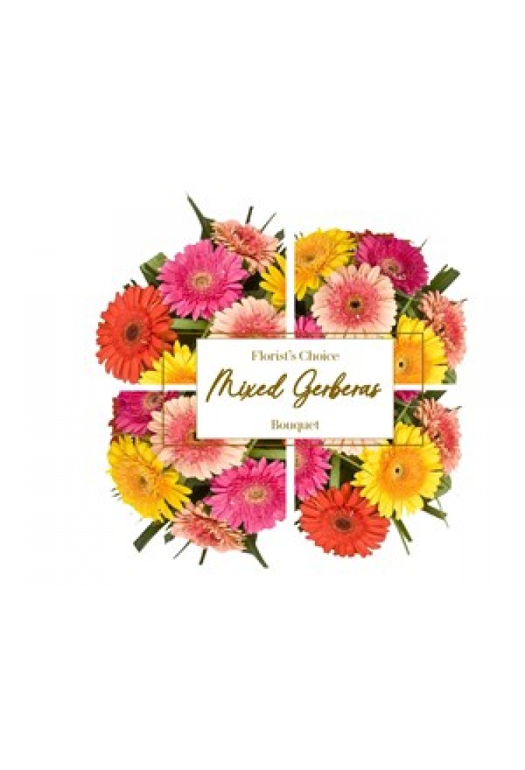 Gerberas Florist's Choice..