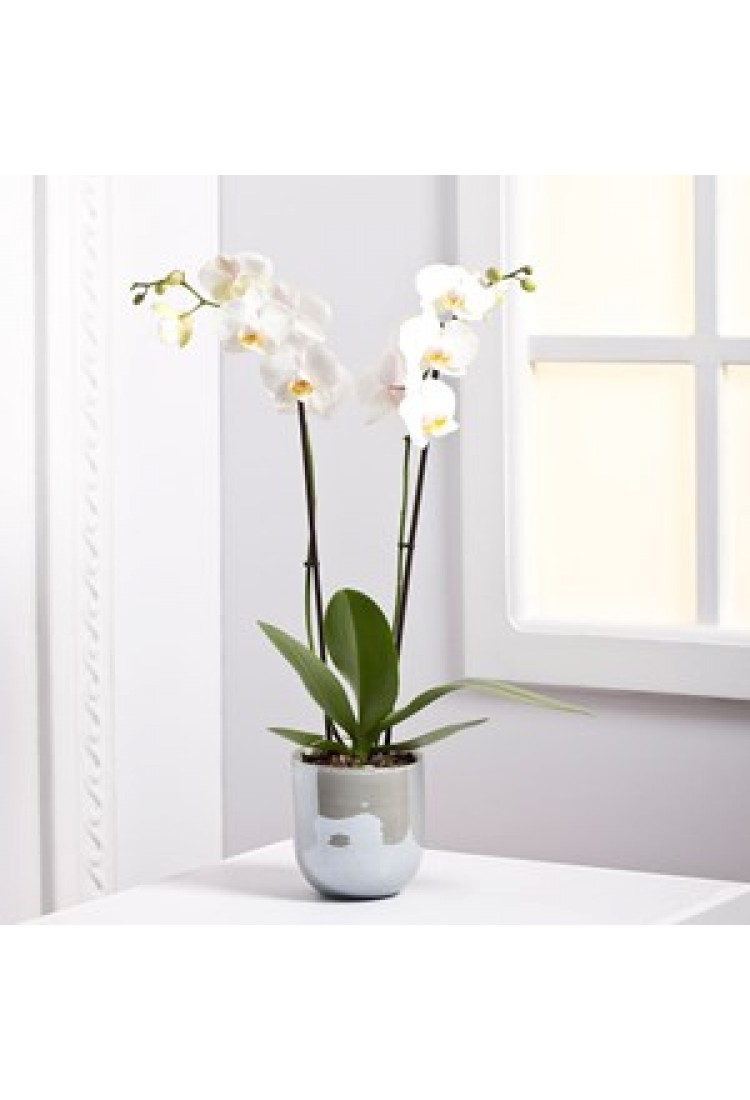 Orchid Plant.. Orchid Plant..