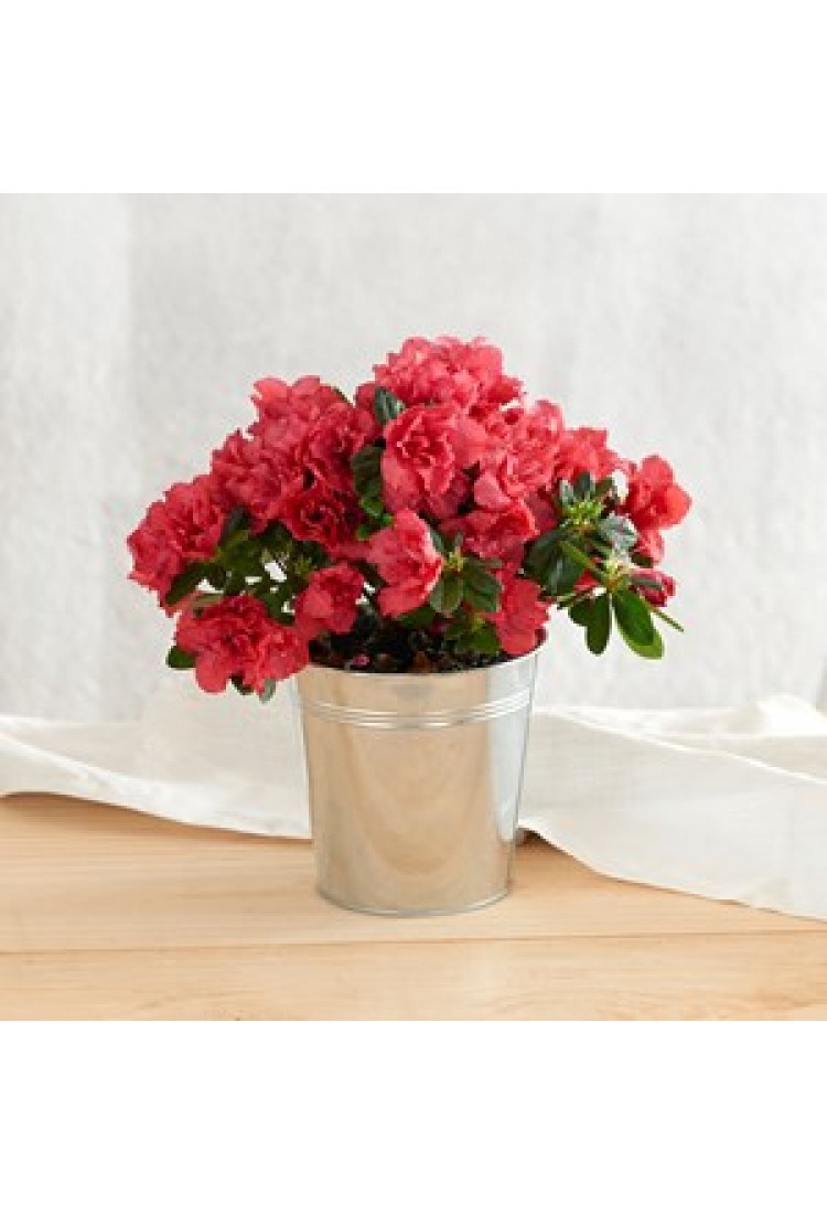 Azalea with pot cover.. Azalea with pot cover..