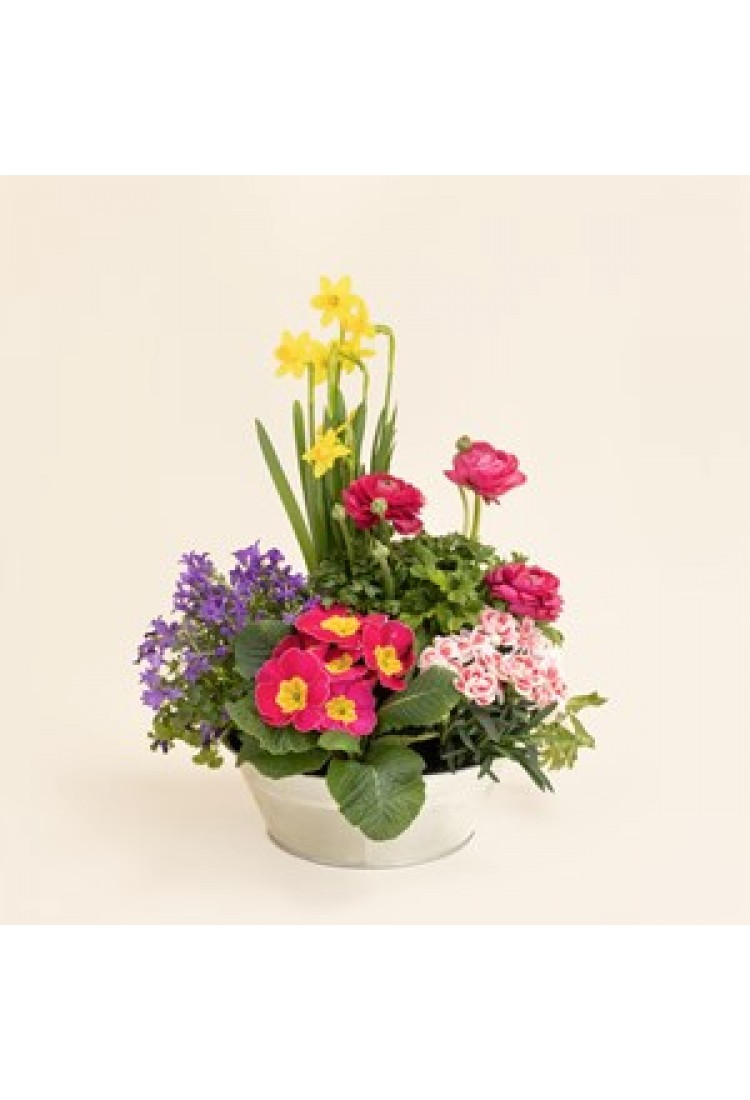 Berlingot.. Berlingot..