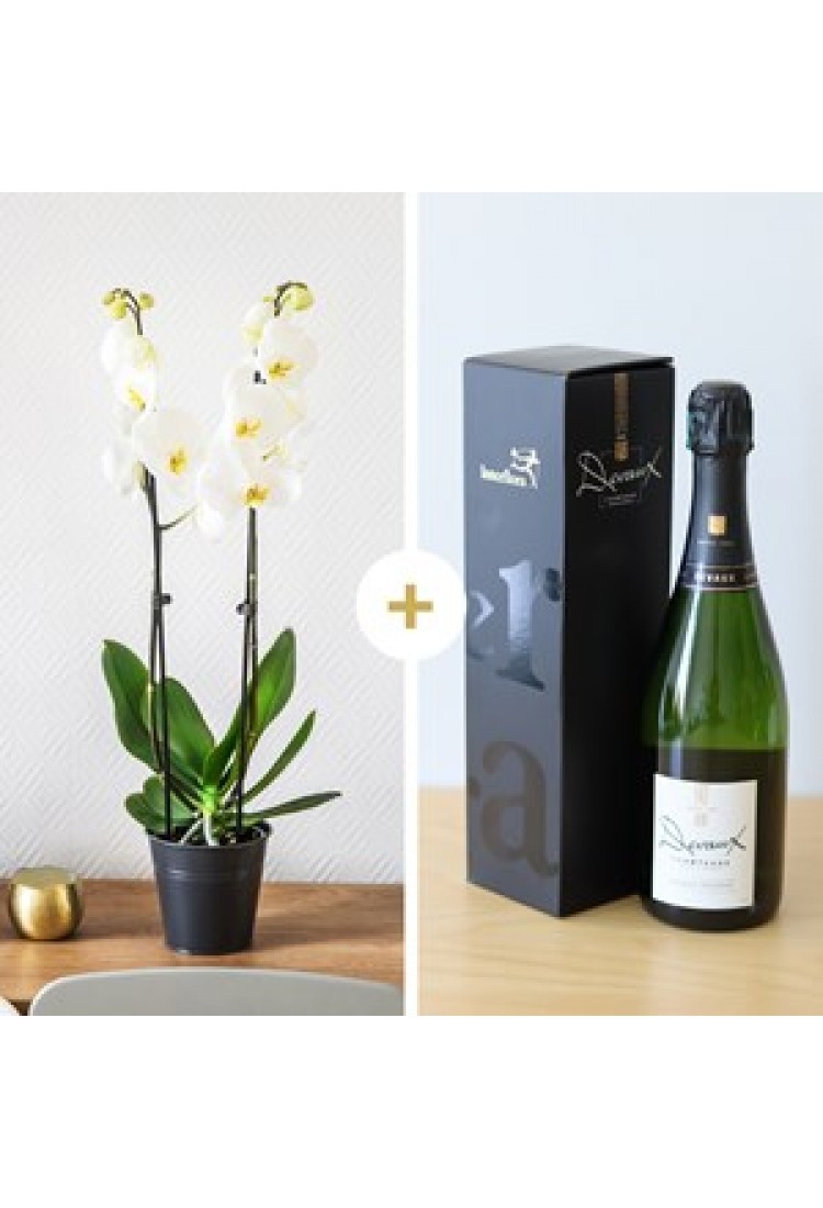 Candide et Champagne - Or.. Candide et Champagne - Or..