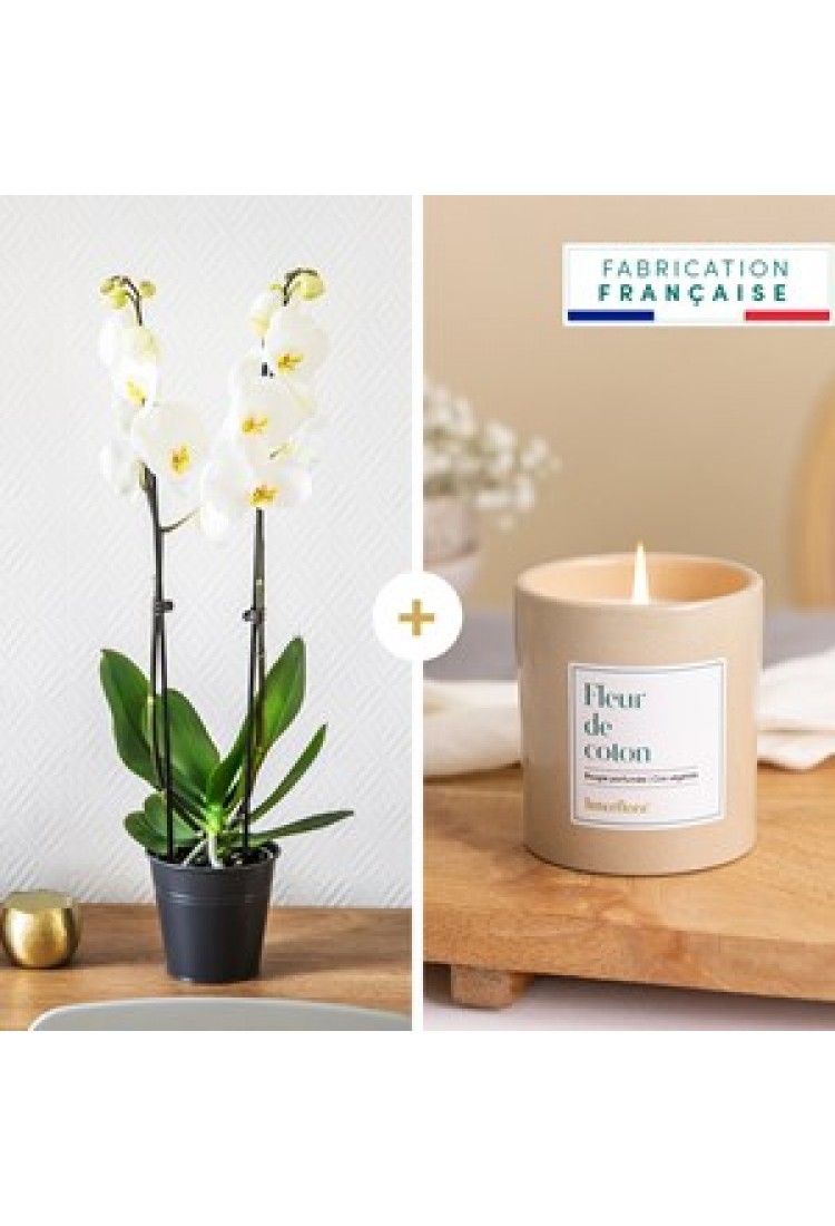 Candide et bougie - Orchi.. Candide et bougie - Orchi..