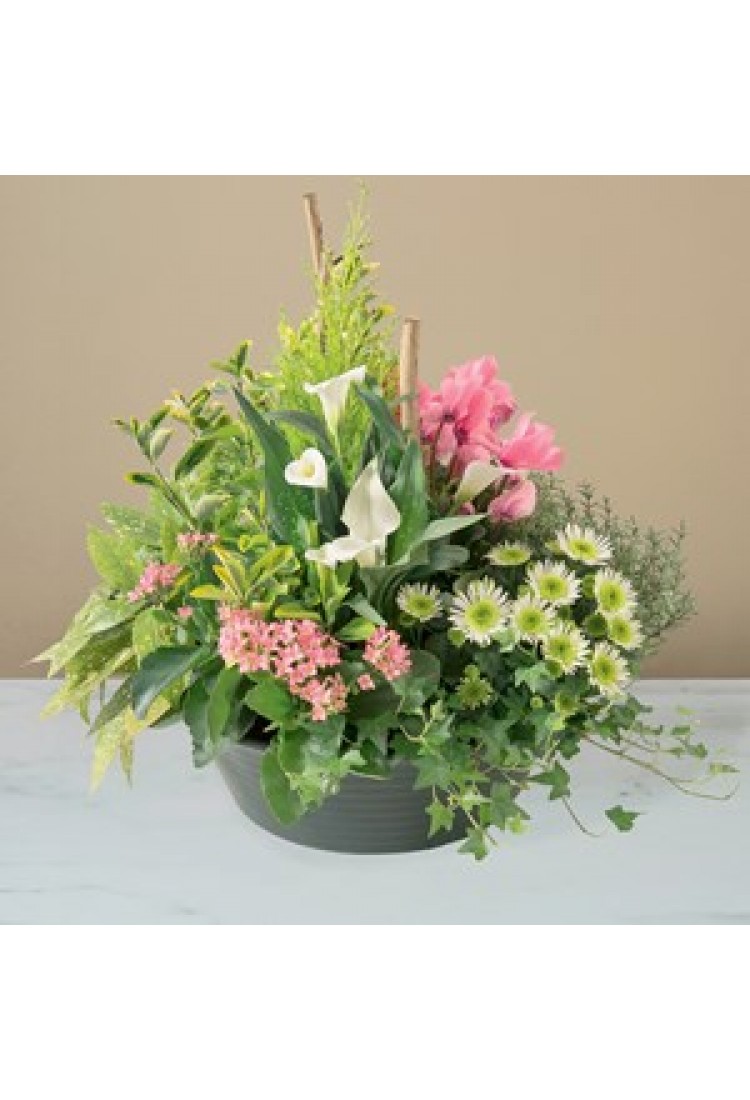 Delicates pensees.. Delicates pensees..