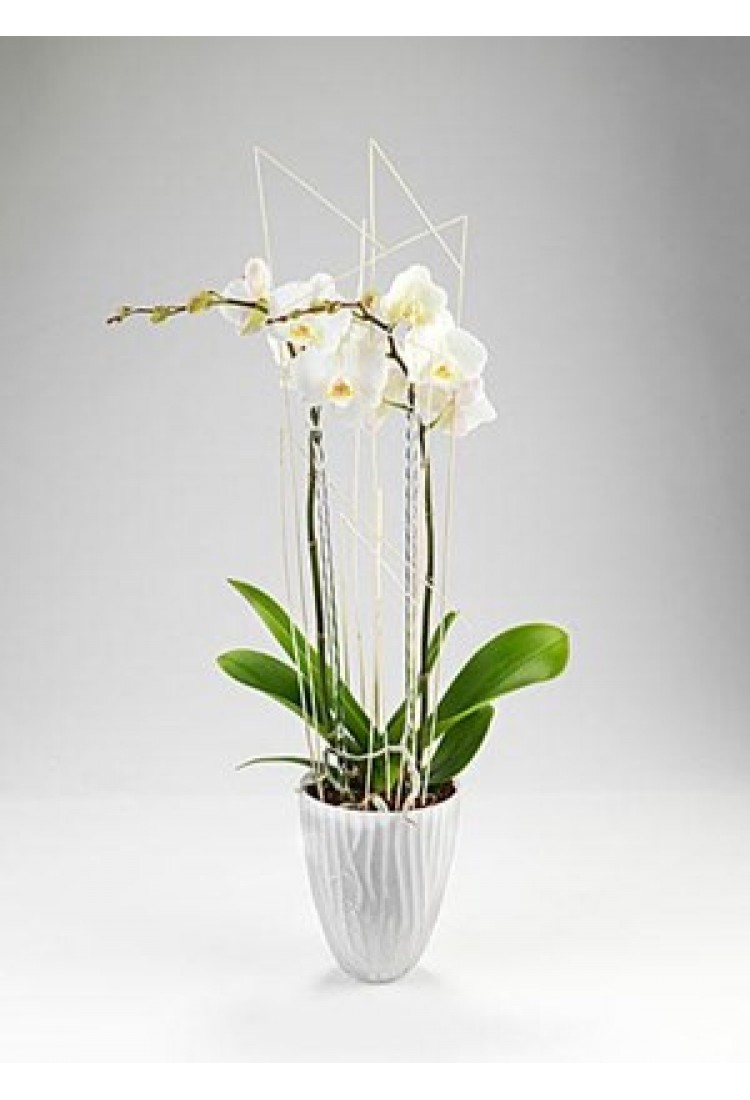 Orchid..