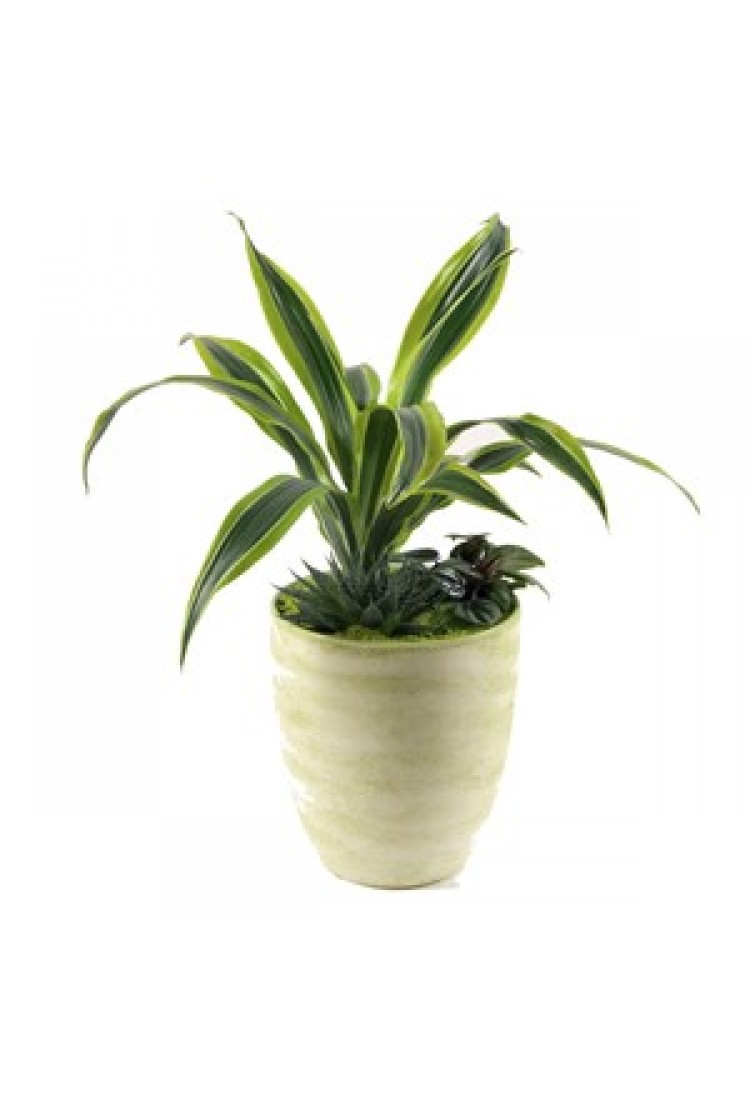 Arrangement of Plants.. Arrangement of Plants..