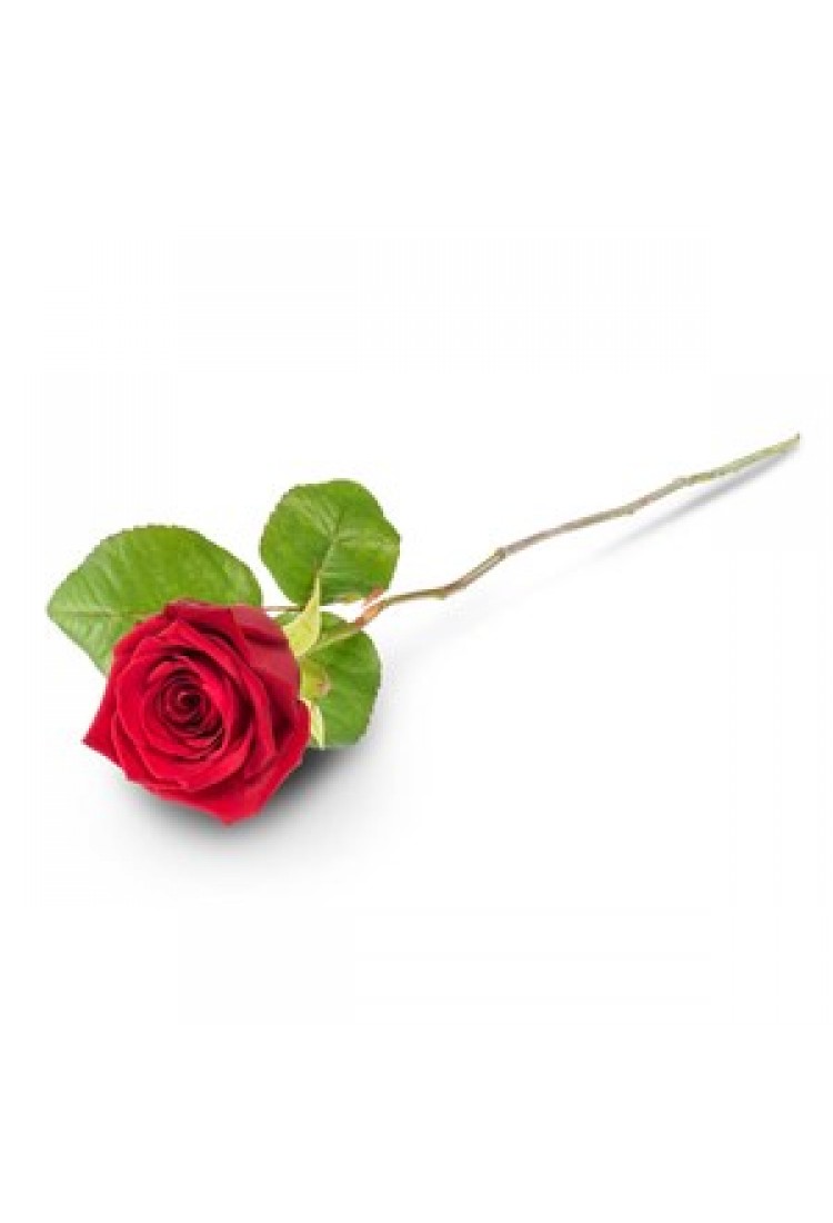 Single Red Rose..