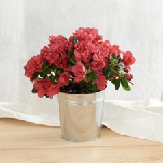 Azalee avec cache pot - A.. Azalee avec cache pot - A..