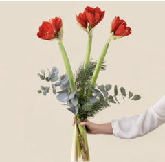 Bouquet d'Amaryllis.. Bouquet d'Amaryllis..