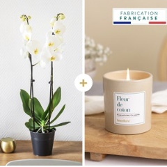 Candide et bougie - Orchi.. Candide et bougie - Orchi..