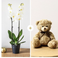 Candide et ourson - Orchi.. Candide et ourson - Orchi..