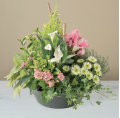 Delicates pensees.. Delicates pensees..