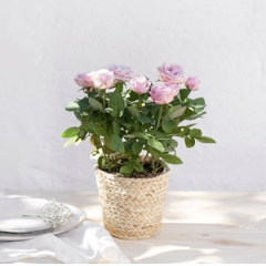 Rosier - Rosebush.. Rosier - Rosebush..