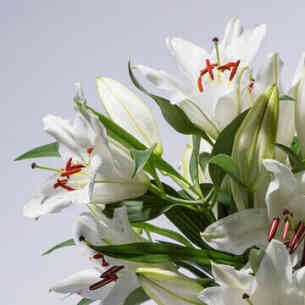 Lilien-in-Weiss-10-Stiele