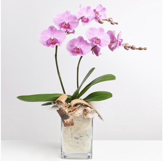 Pink Orchid in Vase with ..