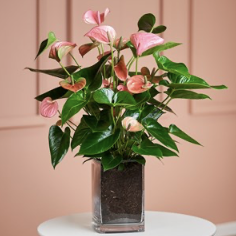Pink Flamingo Flower in V..