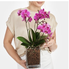 Pink Orchid in Vase..