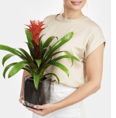 Red Guzmania in Vase..