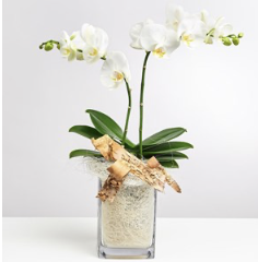 White Orchid in Vase with..