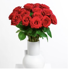 Cavalier of Roses..
