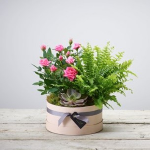 Arrangement Of Plants..