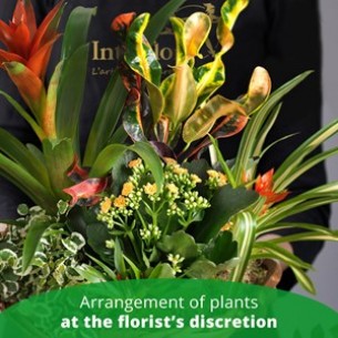 Arrangement of Plants..