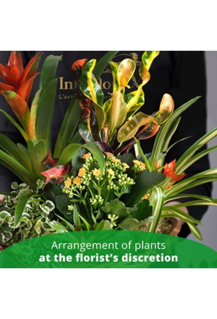 Arrangement of Plants..