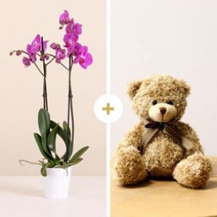 Pink Orchid with Teddy Be..