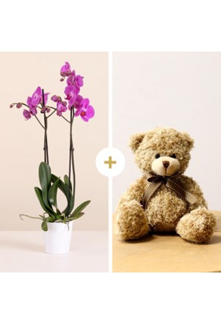 Pink Orchid with Teddy Be..