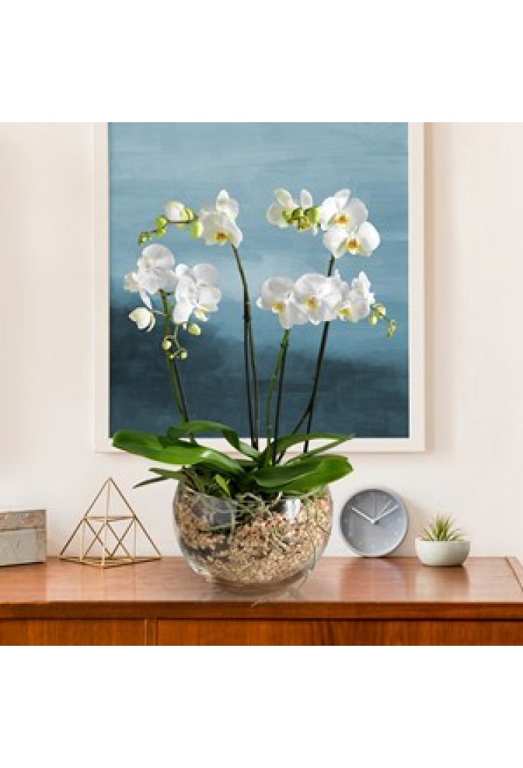 Premium white orchid..