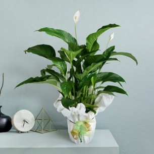 Spathiphyllum plant..