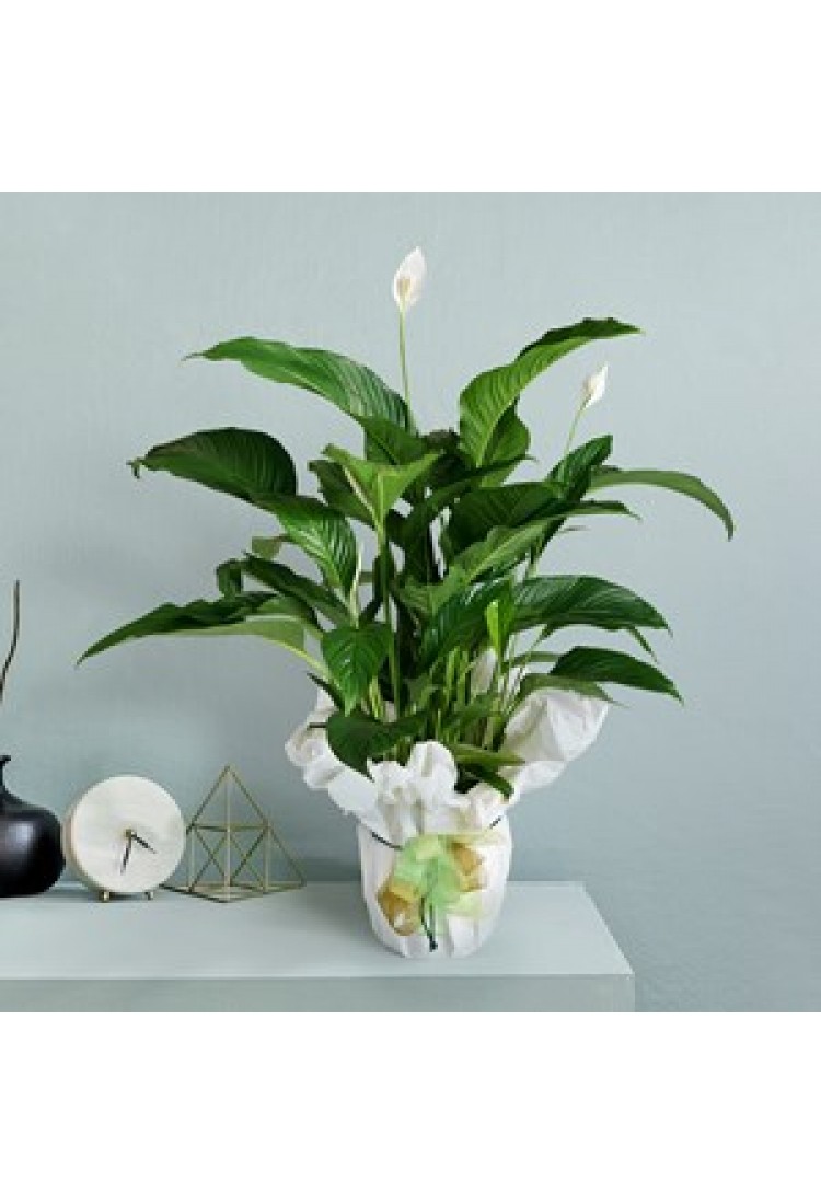 Spathiphyllum plant..