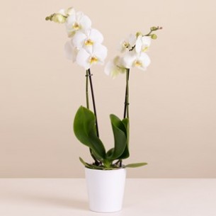 White Premium Orchid..