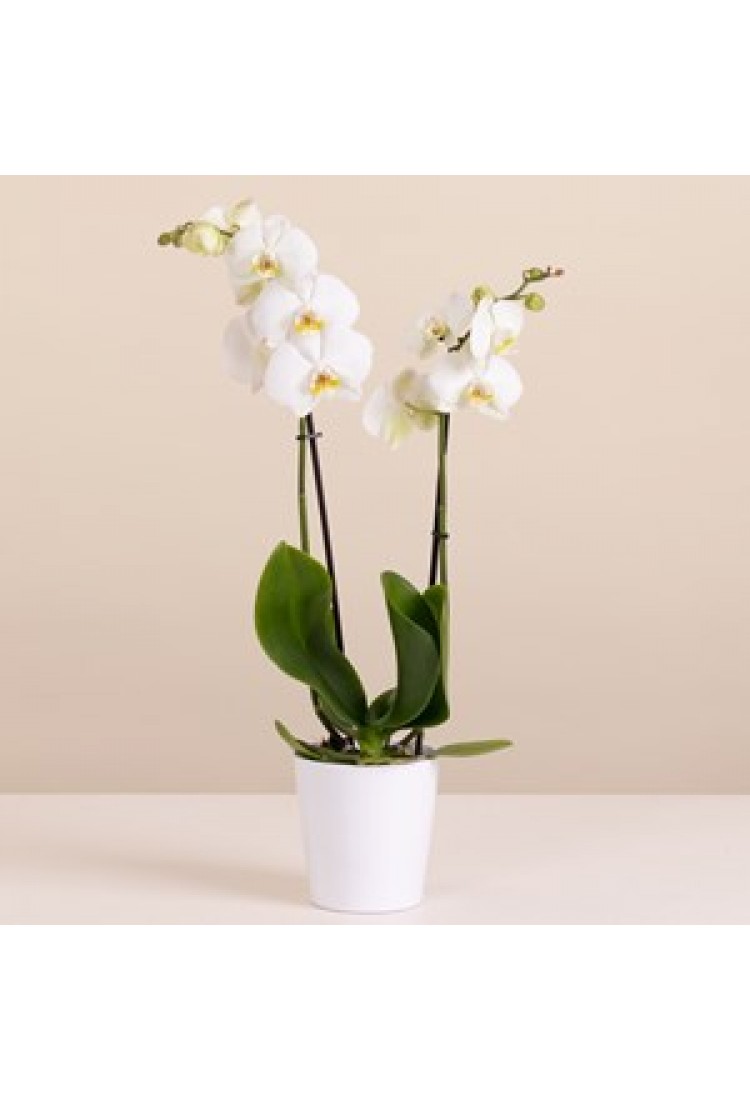 White Premium Orchid..
