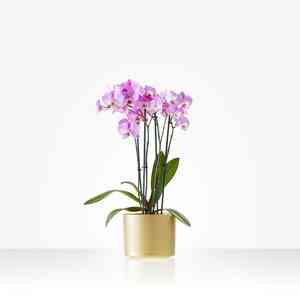 Orchid Plant - including ..