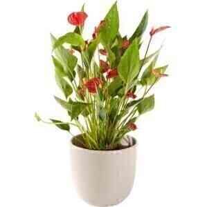 PLANT ANTHURIUM INCLUDING..