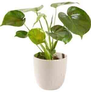 PLANT GREEN PLANT INCLUDI..