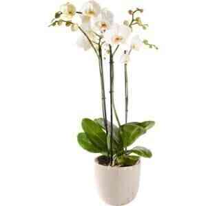 PLANT ORCHID INCLUDING PO..