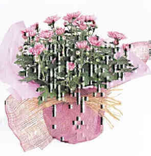 Seasonal Flowering Plant..
