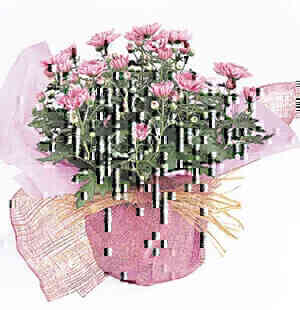 Seasonal Flowering Plant..
