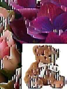 BSCF-Teddy..