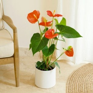 Red Anthurium..