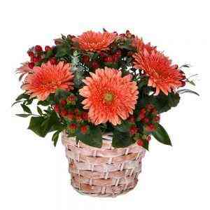 Cesta-gerberas..