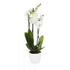 Orquídea-branca..