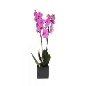 Orquídea-phalaenopsis..