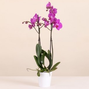 Pink Orchid - Premium Orc..