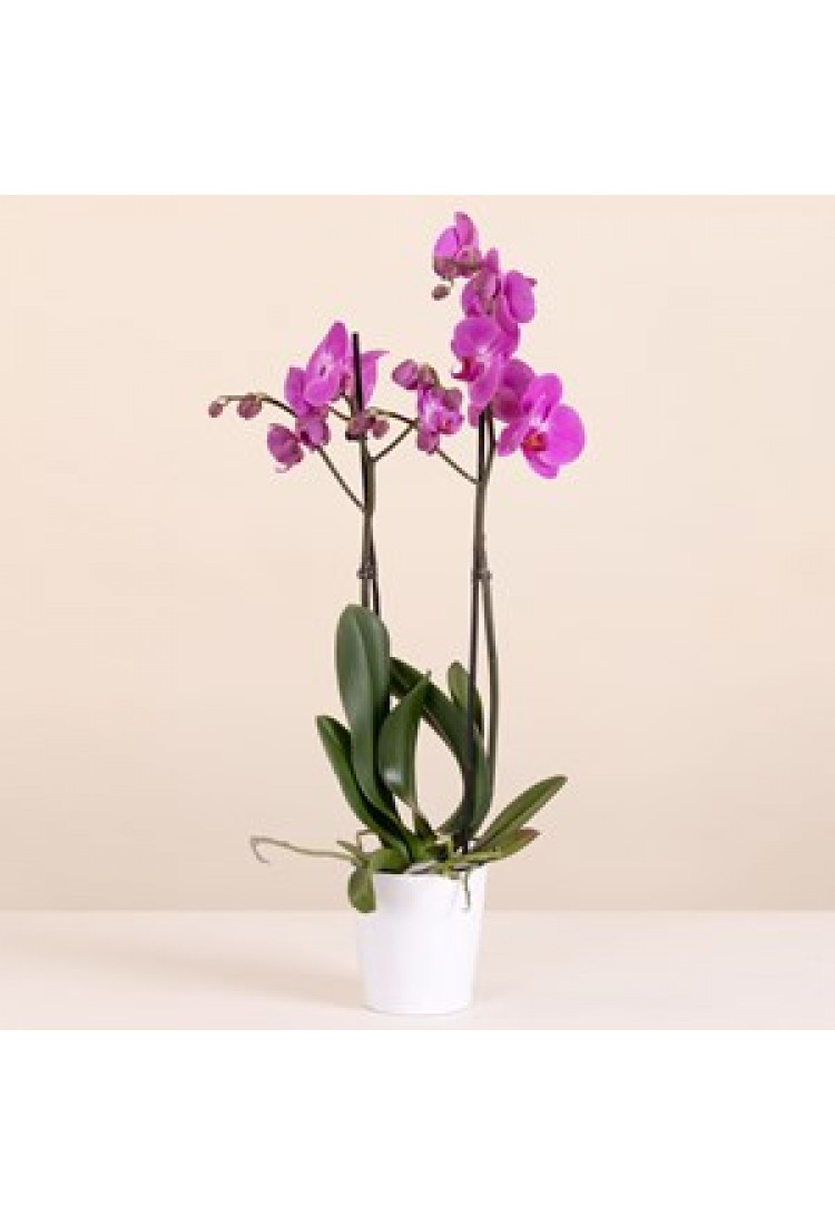 Pink Orchid - Premium Orc..