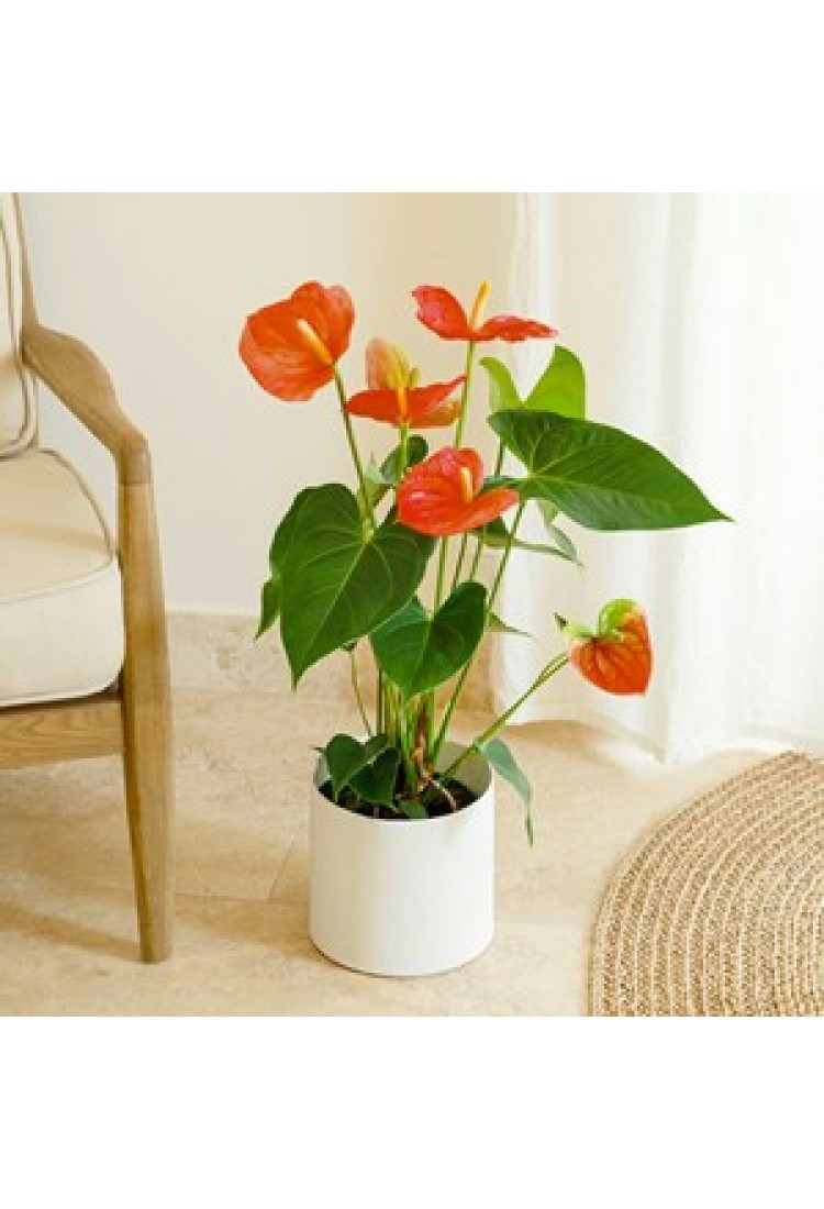 Red Anthurium..