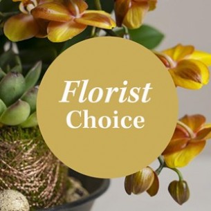 Arrangement of Plants..