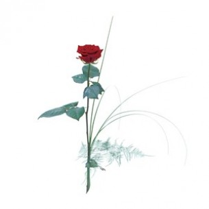 Single Red Rose..