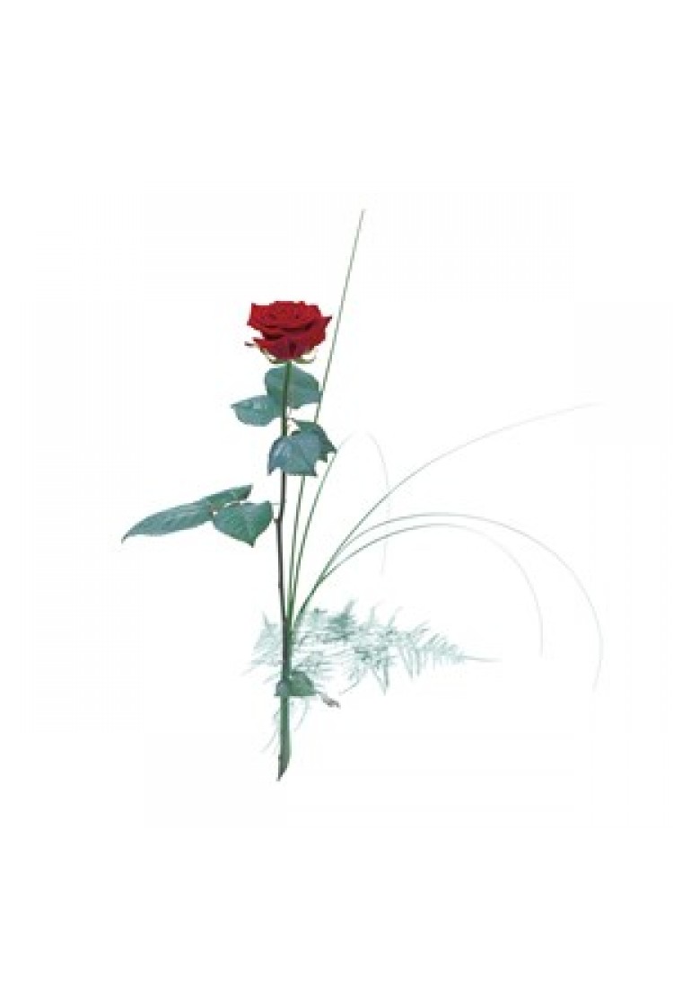 Single Red Rose..